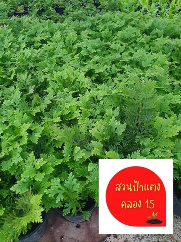 เฟิร์นกนกนารี กนกนารี ต้นเฟิร์นกนกนารี